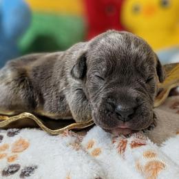 Navy Blue collar: Basil - Gray male Cane Corso puppy in Franktown, Colorado from Earth and Ship Cane Corso