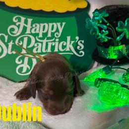 Dublin - Chocolate and cream male Dachshund puppy in Monitor, Washington from Shannon Dolly’s Dachshunds