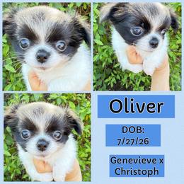 Oliver - Black and white male Chihuahua puppy in El Sobrante, California from Dolce Coco Chihuahuas