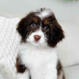 Sully - Red tri-color male Aussiedoodle puppy in Salem, Utah from Go West Mini Aussies