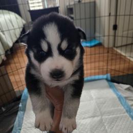 GREEN Boy - Black and white male Siberian Husky puppy in Canton, Georgia from Mayhemhuskies