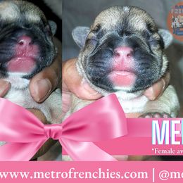 French Bulldog puppies from Metro Frenchies