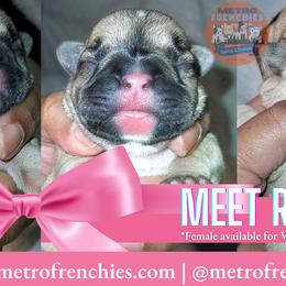 French Bulldog puppies from Metro Frenchies