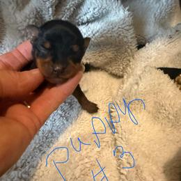 Niko - Black and rust male Miniature Pinscher puppy in Atoka, Oklahoma from Boggy Depot Cavaliers & Friends