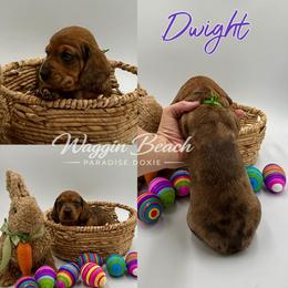Dwight - Dapple male Dachshund puppy in Sulphur Springs, Texas from Waggin Beach Paradise Doxies