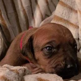 Girl 1 - Rd whtn blk nose Rhodesian Ridgeback puppy in Cary, Illinois from Blyde River Rhodesian Ridgebacks