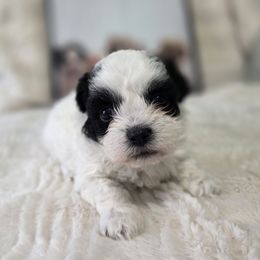 Peach - Black and white female Shichon puppy in Ronda, North Carolina from Willow River