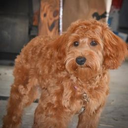 Cockapoos, Cocker Spaniels, and Poodles from The Cocker Cingdom
