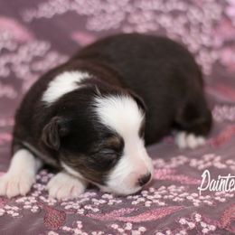 Australian Shepherd, Miniature American Shepherd, Miniature Australian Shepherd, and Toy Australian Shepherd Puppies from Painted Blue Aussies