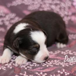Australian Shepherd, Miniature American Shepherd, Miniature Australian Shepherd, and Toy Australian Shepherd Puppies from Painted Blue Aussies
