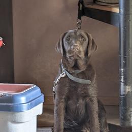 Anatolian Shepherd Dog and Labrador Retriever Puppies from Learning With Dogs
