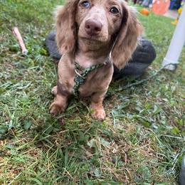 Dachshund Puppies from SWEET HONEY MINI DOXXIES