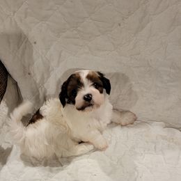 Winnie - Red female Havanese puppy in Tarrant County, Texas from Jerico Havanese