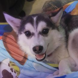 Ruby - Pomsky