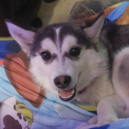 Ruby - Pomsky