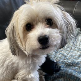 Coco - Havanese