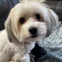 Coco - Havanese