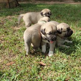 Kangal Puppies from DASA Ridge Kangals