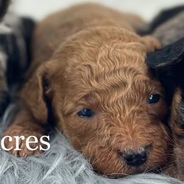 Girl 5 - Apricot female Goldendoodle puppy in Milford, Indiana from Railway Acres Kennel