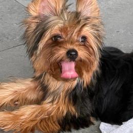 Suri DNA and CKC - Blue and gold female Yorkshire Terrier puppy in Cape Coral, Florida from Katherine’s Yorkies and Poodles