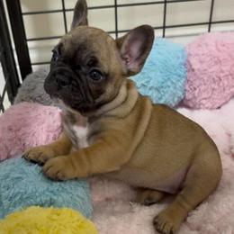 Blossom - Fawn and white female French Bulldog puppy in Madison, Wisconsin from MadCity Frenchies