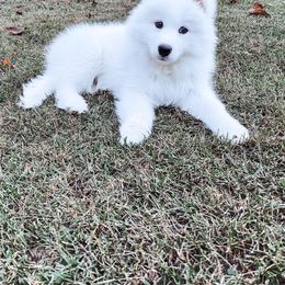 Samoyed Puppies from Hill Country Samoyeds