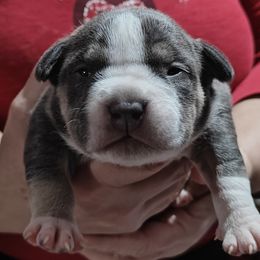Superstes Guard Calypso - Blue tri-color American Bully puppy in Phoenix, Arizona from Superstes Guard