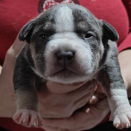 Superstes Guard Calypso - Blue tri-color American Bully puppy in Phoenix, Arizona from Superstes Guard