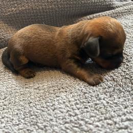G3 - Chocolate and cream female Dachshund puppy in Harpers Ferry, West Virginia from Brandie Kelley