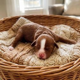 Kona - Red female Cavapoo puppy in Salt Lake City, Utah from SunnySide Mini Doodles