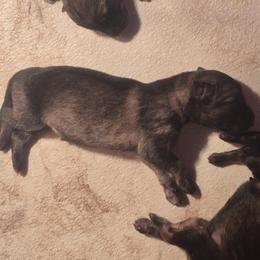Girl 3 - Sable female German Shepherd puppy in Lake George, Colorado from High Country German Shepherds