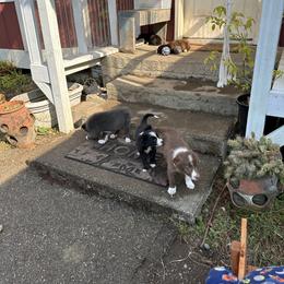 Border Collie Puppies from Athena’s Collies