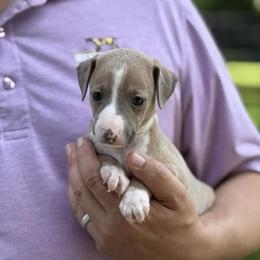 Boy 1 - Blue fawn male Italian Greyhound puppy in Sugar Valley, Georgia from Pinnacle Farm and Kennel