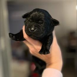Astrid - Black female Labrador Retriever puppy in Texas from Raley Retrievers