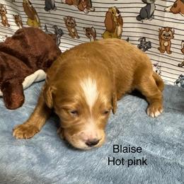 Blaise - Red  male Goldendoodle puppy in Golden, Colorado from Golden Mesa Doodles