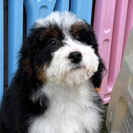 Purple girl - Red female Bernedoodle puppy in Gilbert, Arizona from Azteddybeardoodles