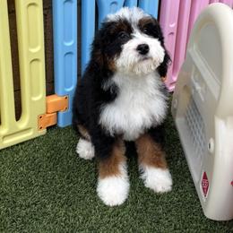 Purple girl - Red female Bernedoodle puppy in Gilbert, Arizona from Azteddybeardoodles