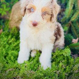 Mandie - Red merle female Aussiedoodle puppy in Ohio from Holley Doodles