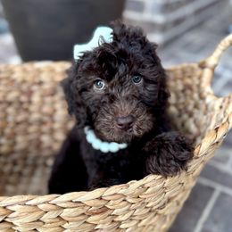Harbor - Chocolate female Goldendoodle puppy in Mc Kinney, Texas from Flair Doodles