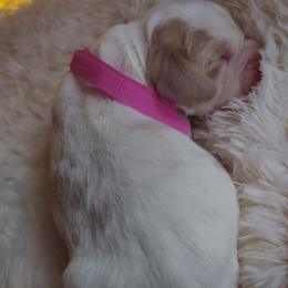 English Springer Spaniel Puppies from Erica Chapman
