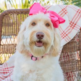 Casey - Caramel cream Australian Labradoodle puppy in Wewahitchka, Florida from Stony Brook Australian Labradoodles, LLC