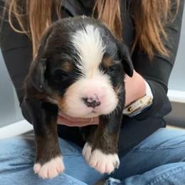 Pink Collar Female - Black rust and white female Bernese Mountain Dog puppy in Bristol, Tennessee from Holston Hollow Farm