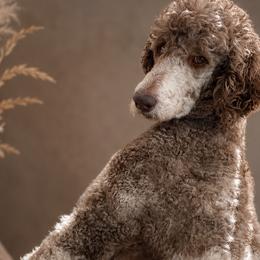 Skylar Blu - Bernedoodle