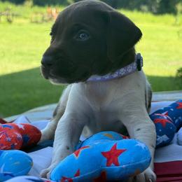 Purple - Liver roan female German Shorthaired Pointer puppy in Ozark, Alabama from Judy Creek GSP's