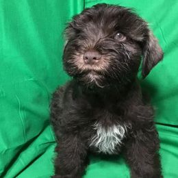 Miniature Schnauzers from Sharon's Little Angels