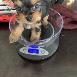 Pomeranian and Yorkshire Terrier Puppies from Melrey's paws