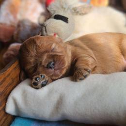 Mandolin - Ruby female Cavalier King Charles Spaniel puppy in Winthrop, New York from McMahon's Cavalier King Charles Spaniels
