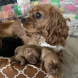Cavalier King Charles Spaniels from Southern Ohio Cavaliers