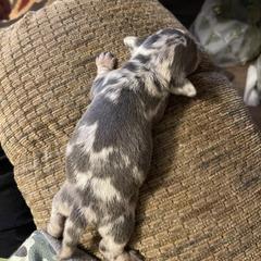 Dachshund Puppies from Monicas Mini Dachshunds