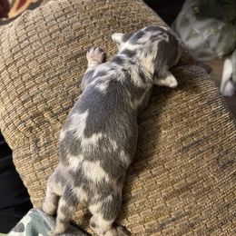 Dachshund Puppies from Monicas Mini Dachshunds